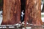 Dentro de uma gigantesca Sequoia no Sequoia National Park,  na Califórnia - EUA